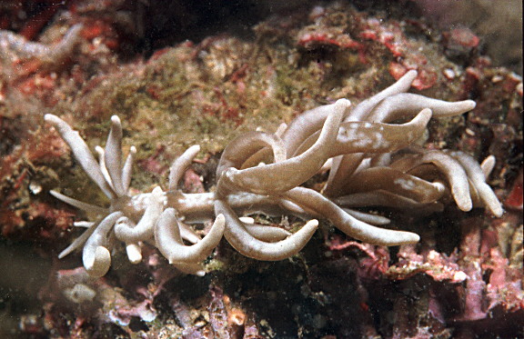 Phyllodesmium colemani